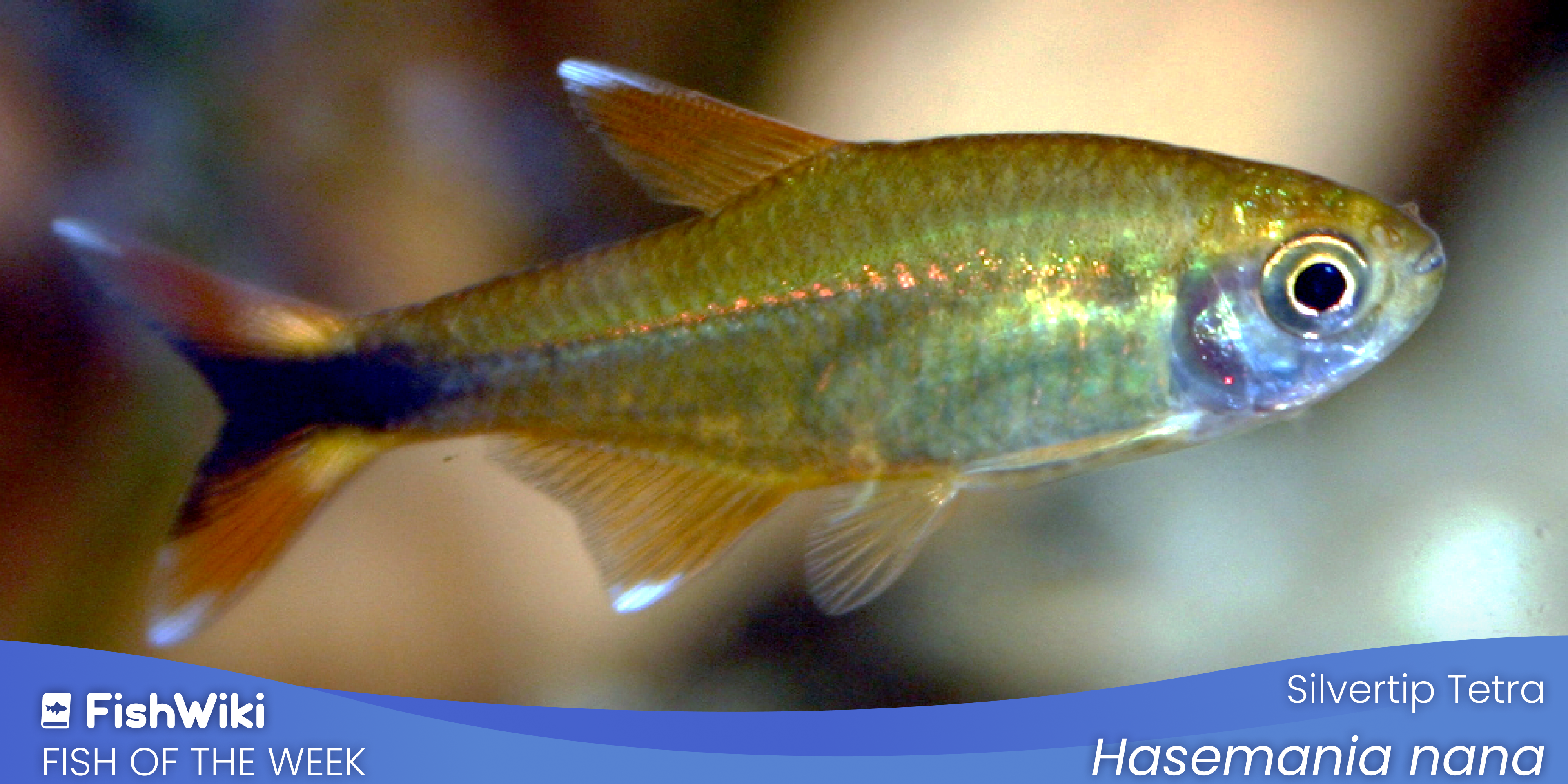 FOTW_-_16_9_desktop_source_34