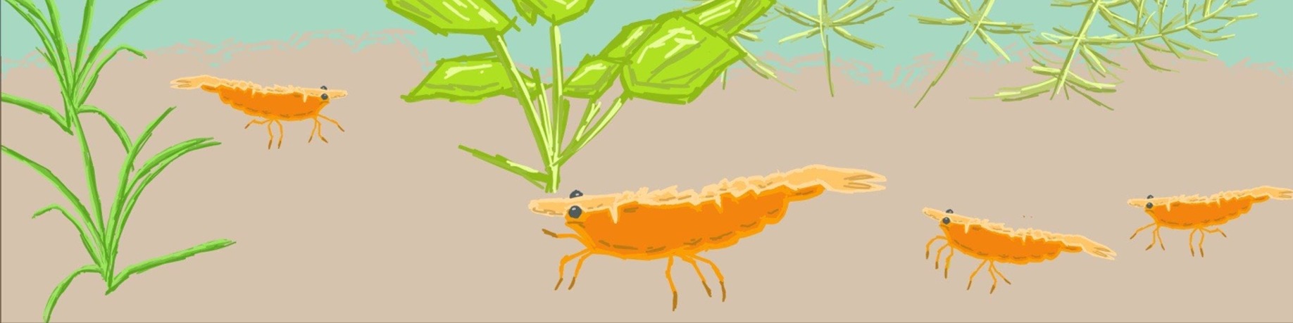 Aquatic Haven banner