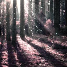 Elder Forest