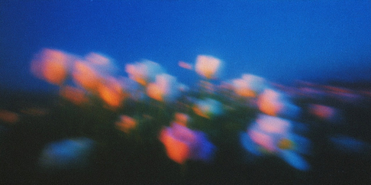 Orchid thumbnail