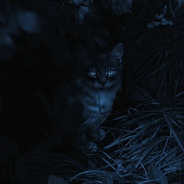 𝚃𝚑𝚎 𝚆𝚒𝚝𝚑𝚎𝚛𝚒𝚗𝚐 icon