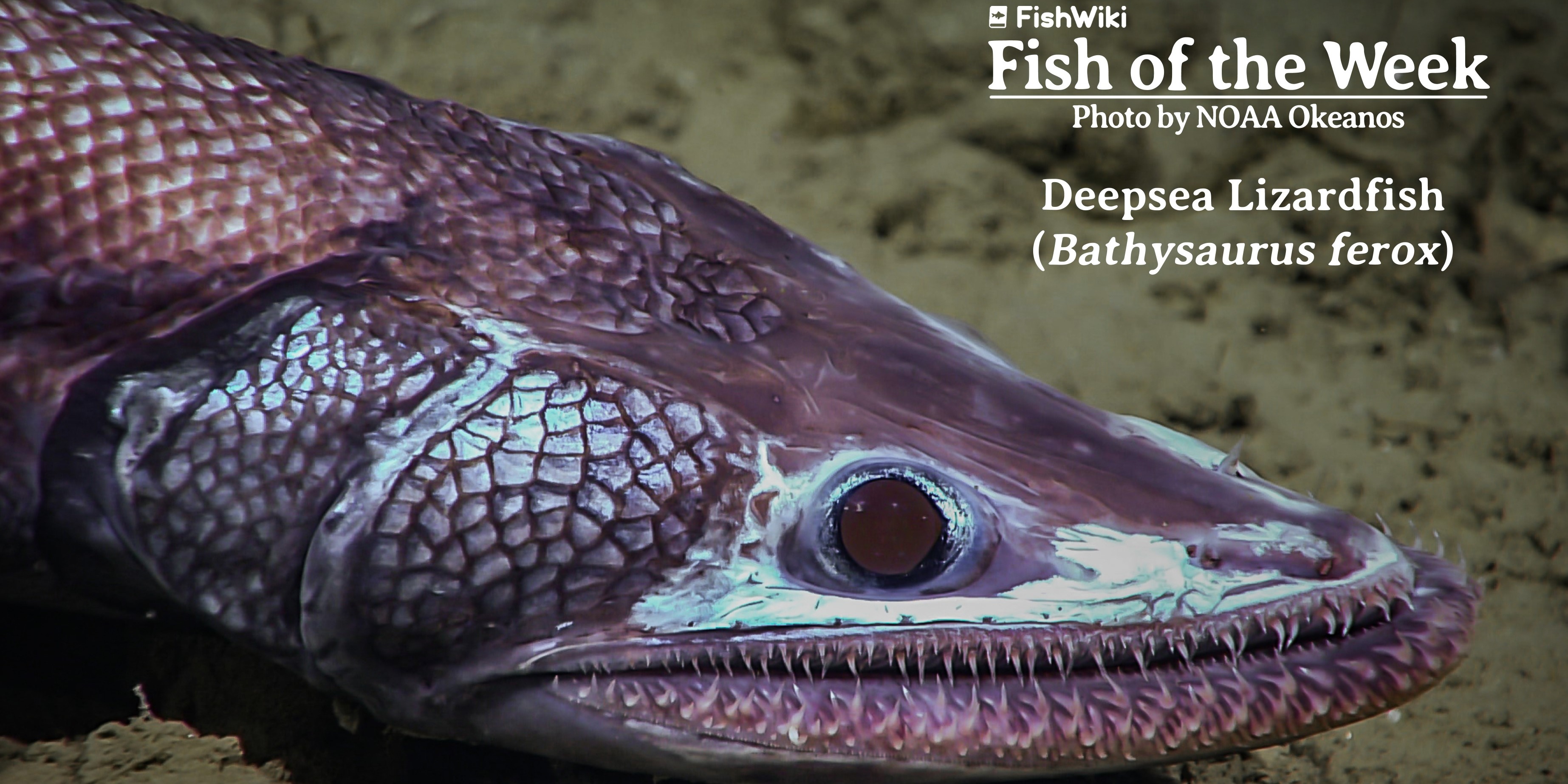 FISH OF THE WEEK - Deepsea Lizardfish (Bathysaurus ferox). 