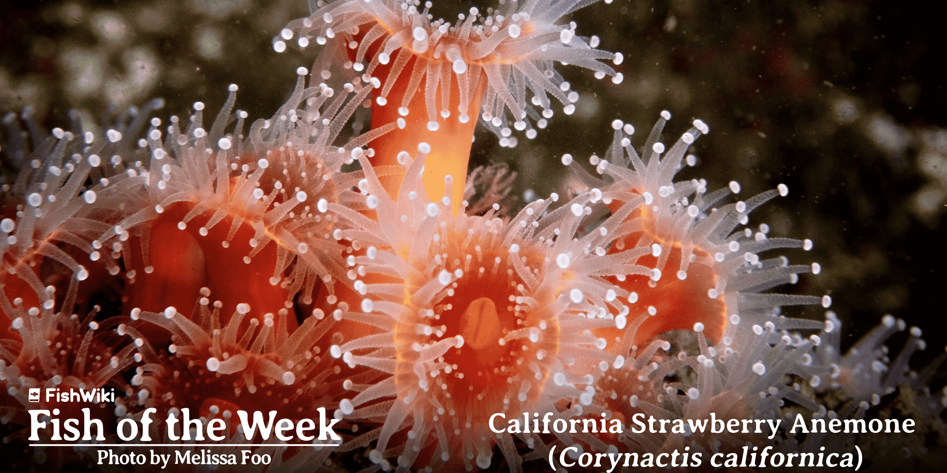 FISH OF THE WEEK - Ball Tentacle Anemones (Corallimorphidae).