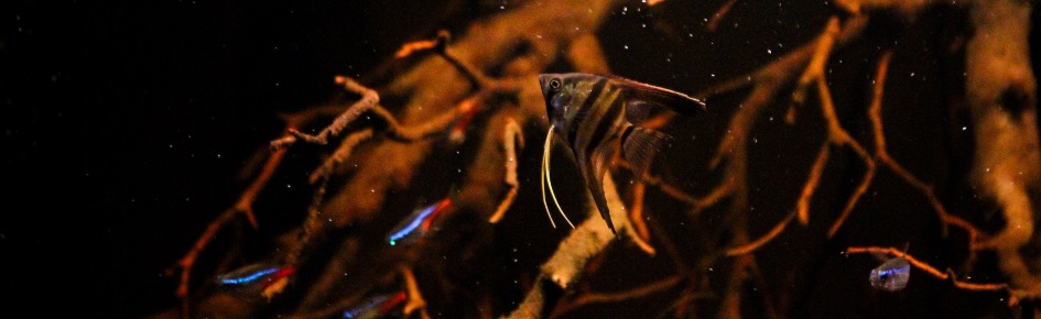 Blackwater Collective banner