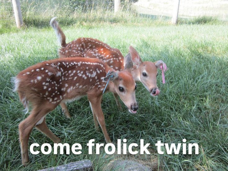 Post image from Deer Sanctuary🌷