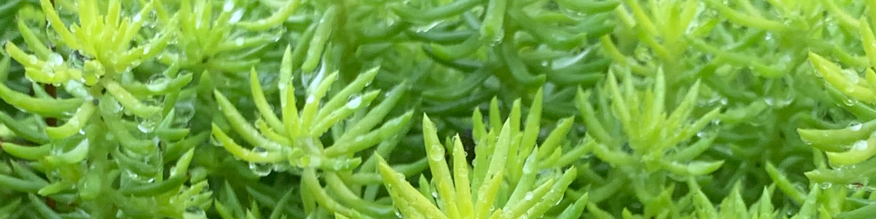 RP n’ Chill banner