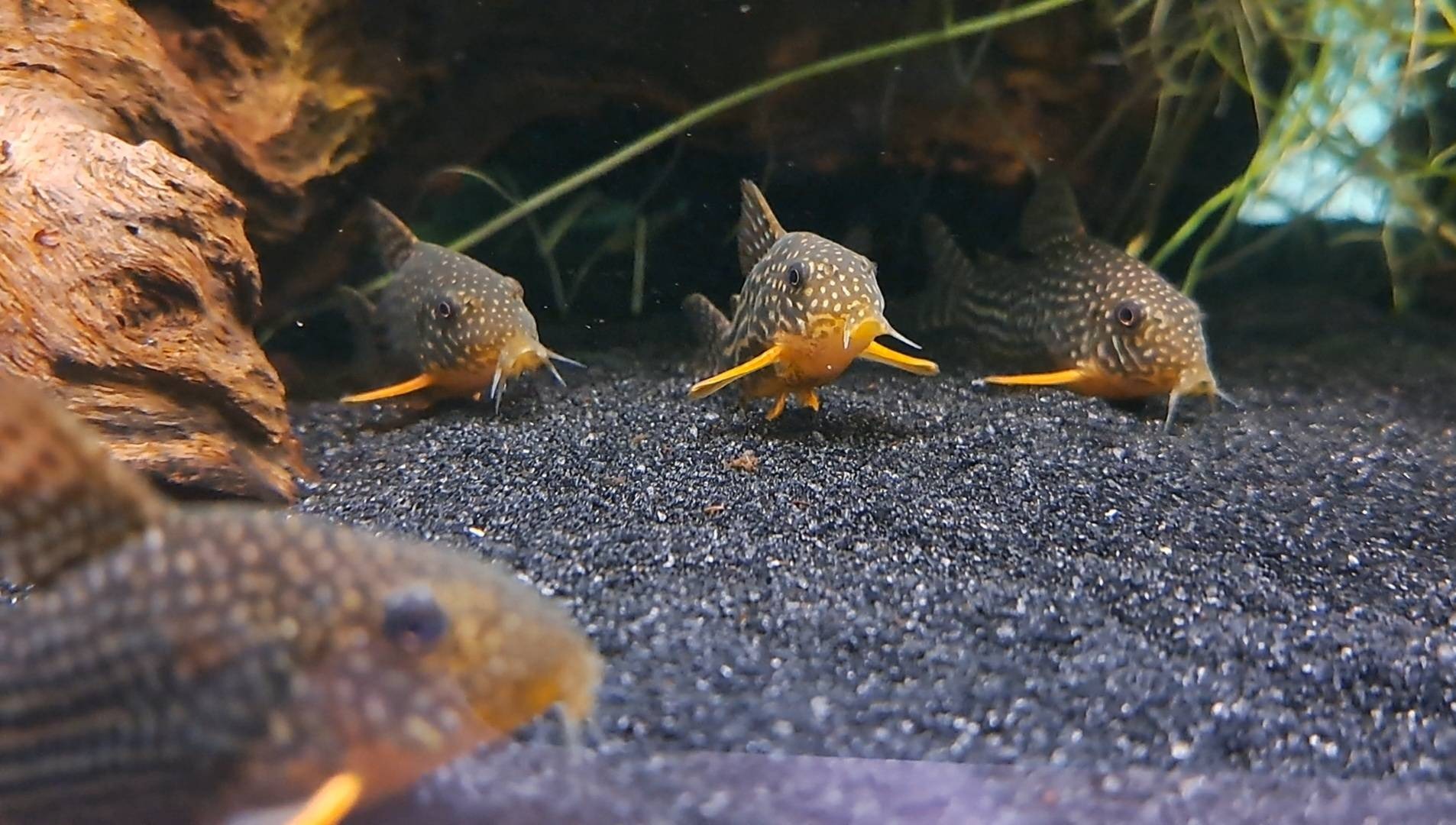 Post image from FishWiki