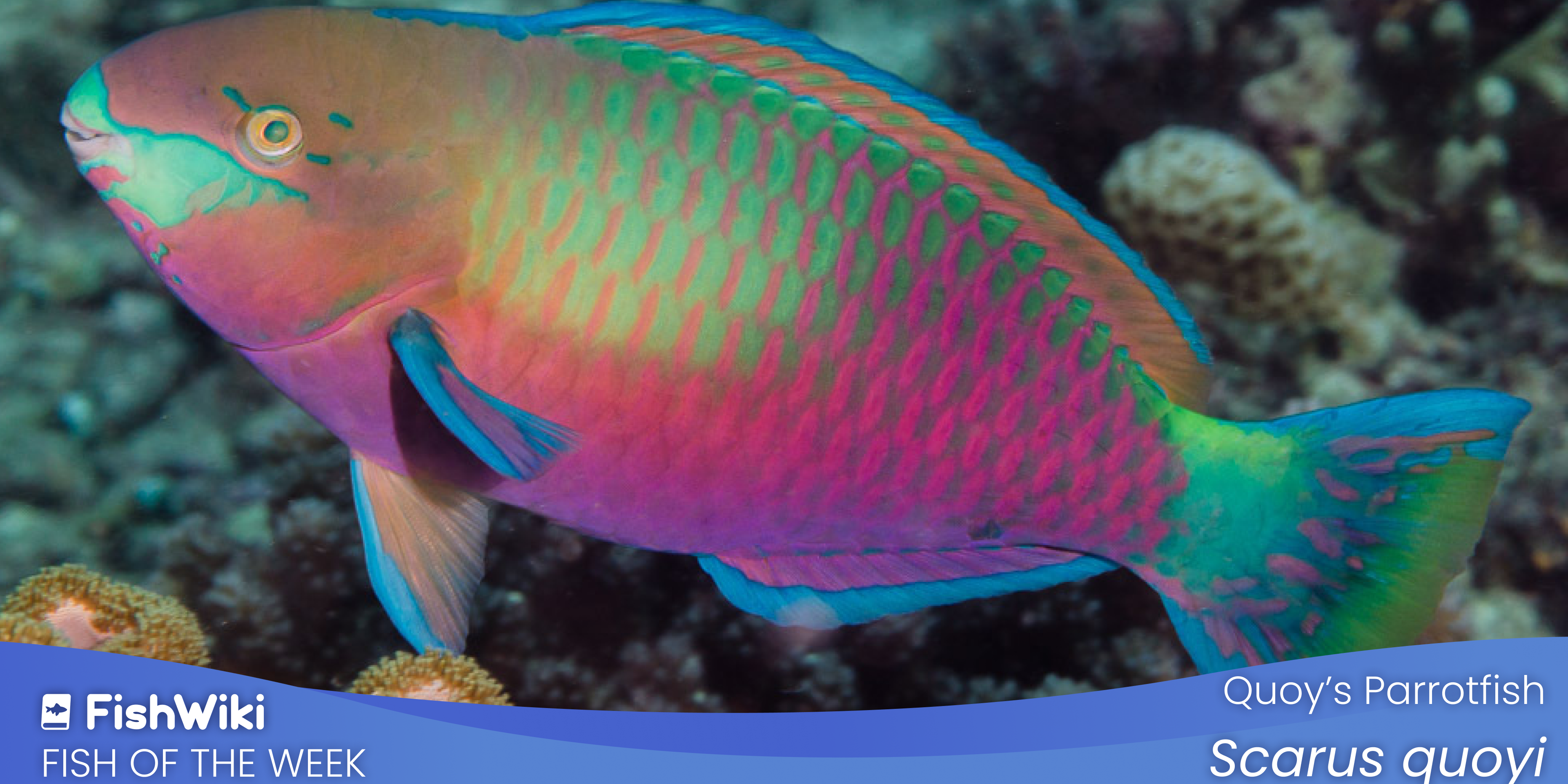 FOTW_-_16_9_desktop_source_33