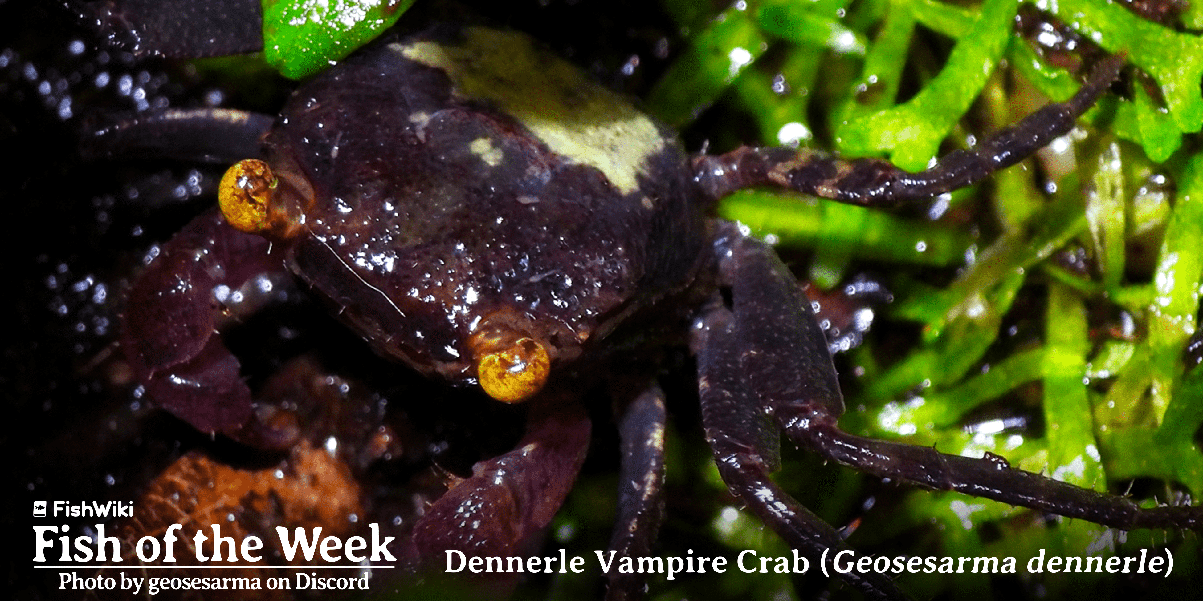 geosesarmadennerle (1)