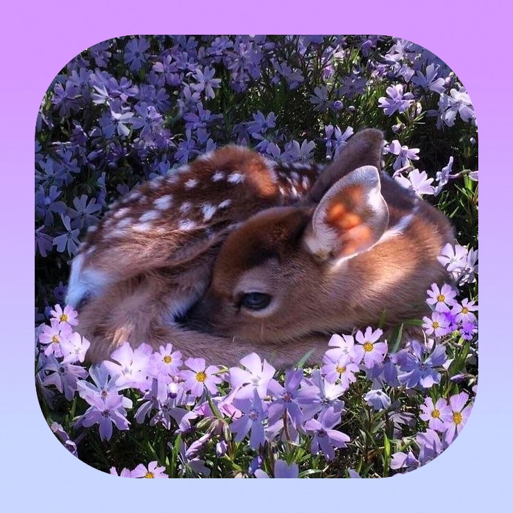Deer Sanctuary🌷 icon