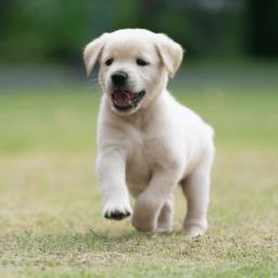 Puppy Network | Game Servers