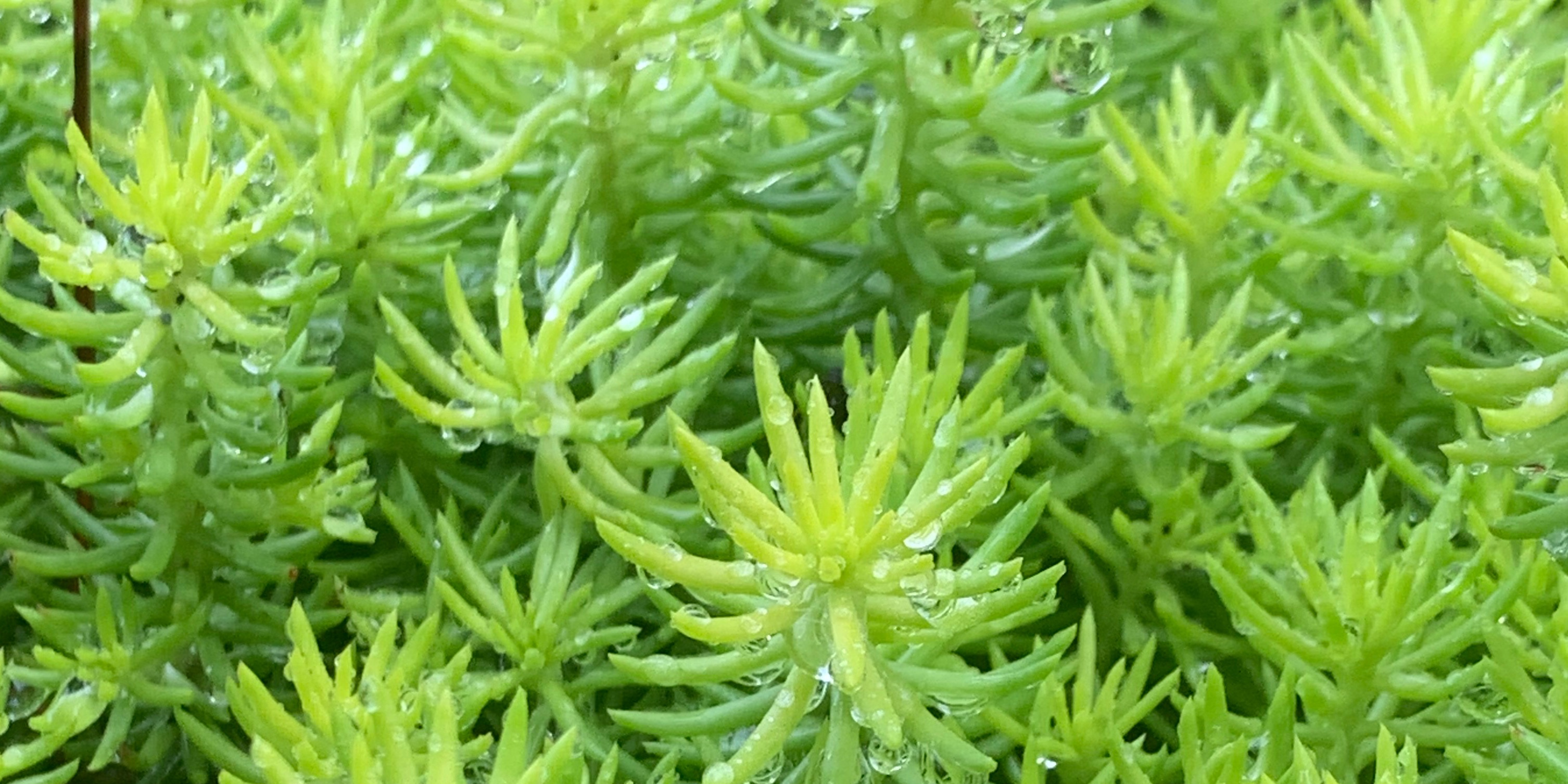 RP n’ Chill thumbnail