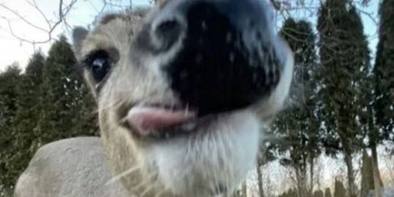 Deer Sanctuary🌷 thumbnail