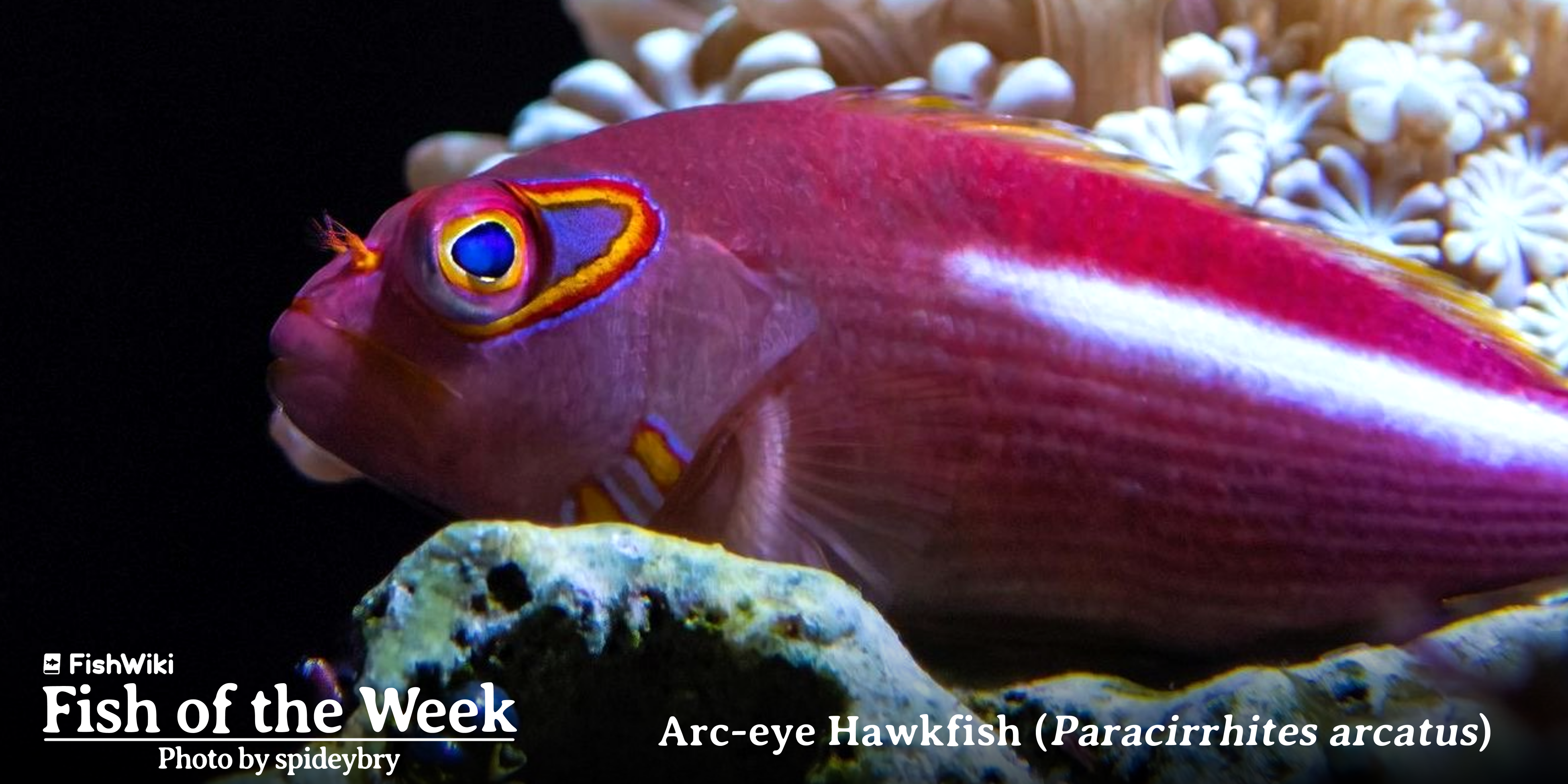 FISH OF THE WEEK - arc-eye hawkfish (Paracirrhites arcatus).
