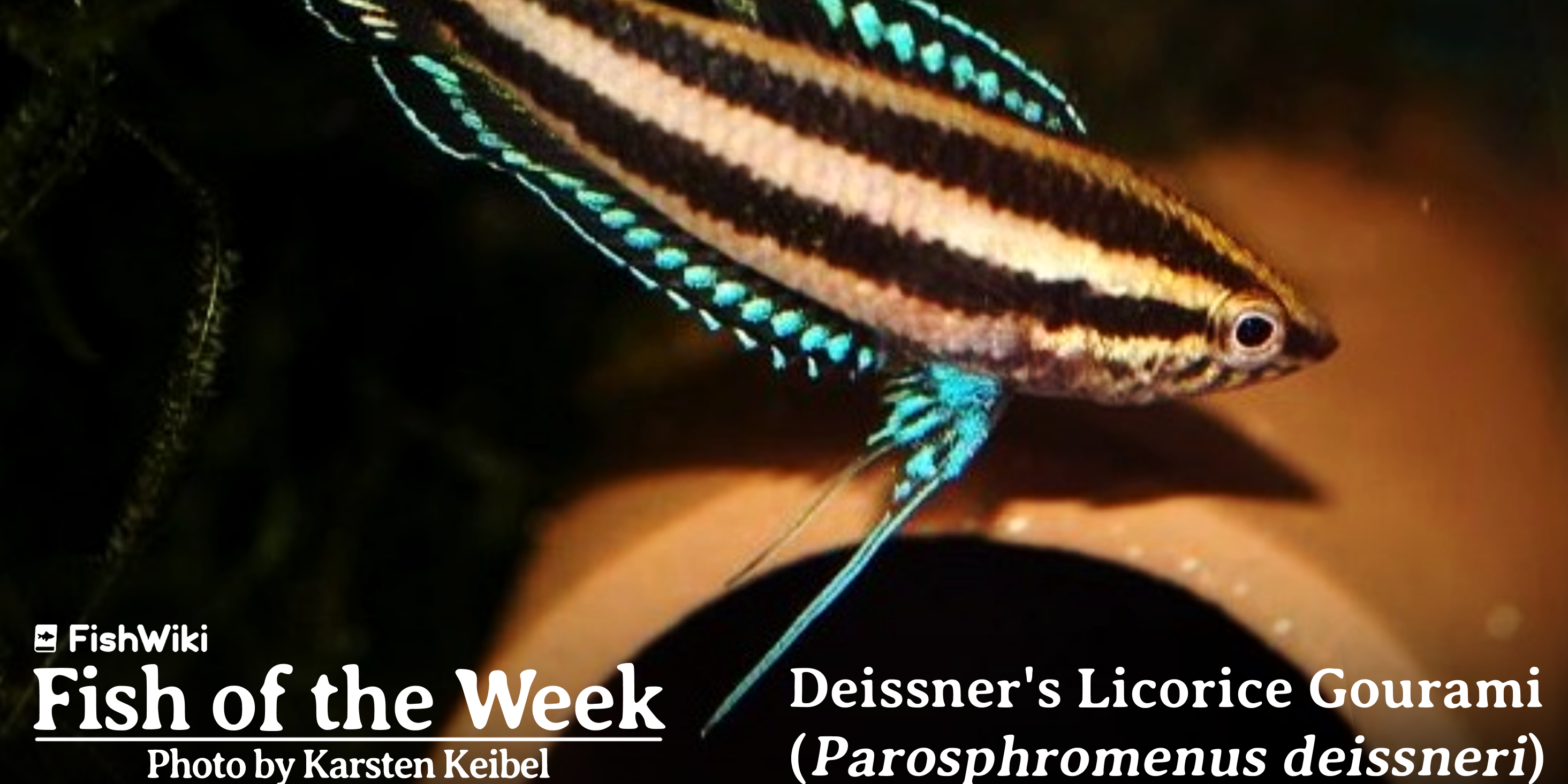 FISH OF THE WEEK - Deissner's Licorice Gourami (Parosphromenus deiss­neri)