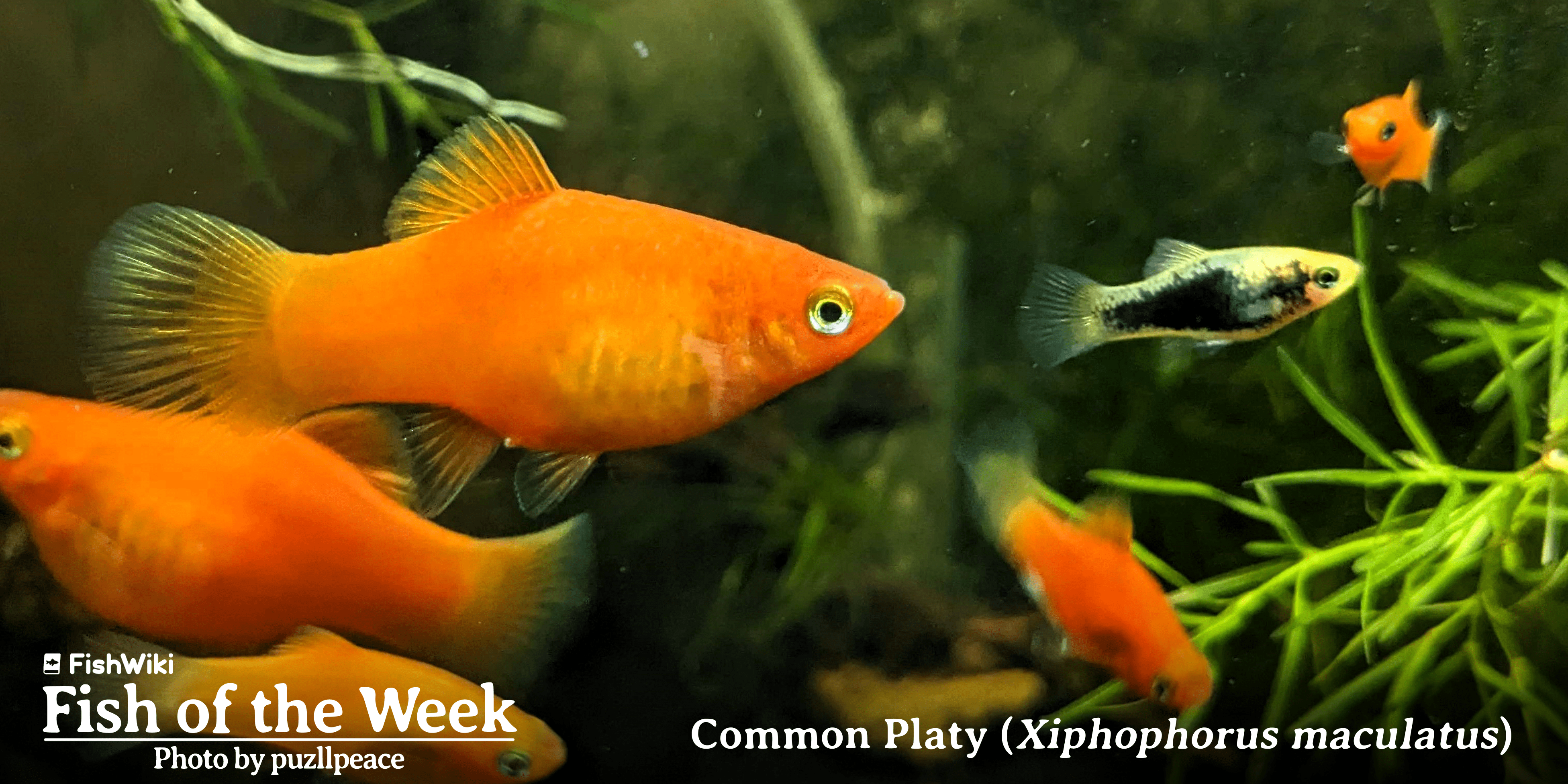 FISH OF THE WEEK - Common Platy (Xiphophorus maculatus)