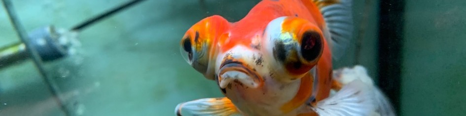 Goldfish Cafe banner