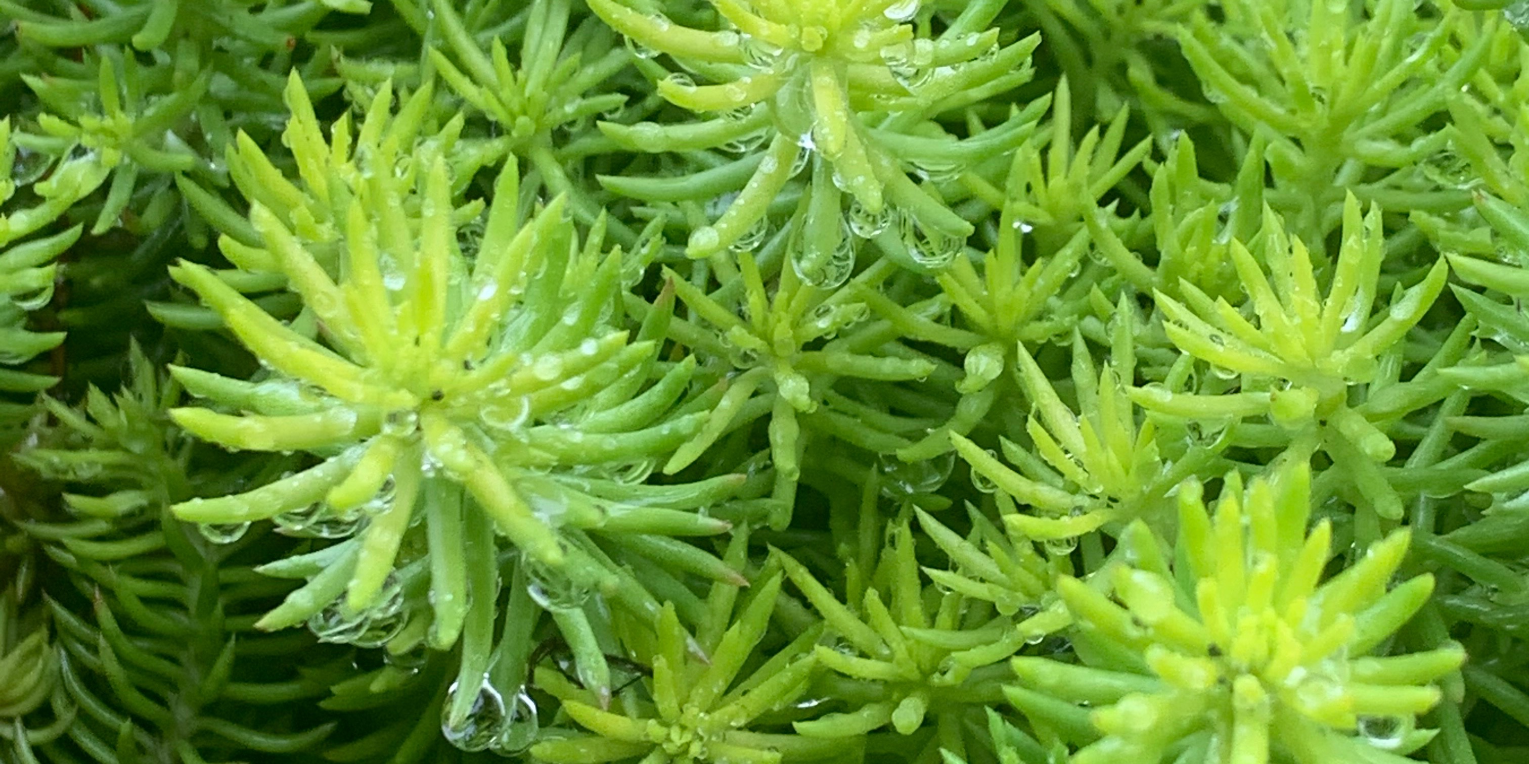 80 to nearly 1000 members. Why?