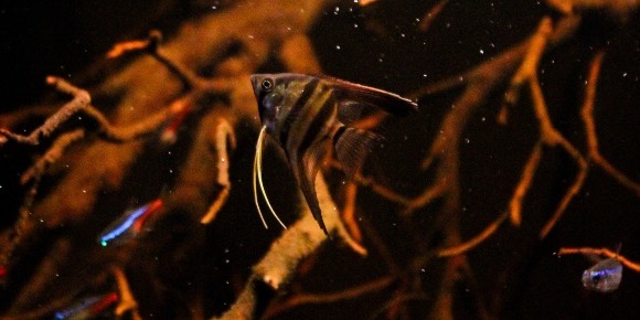Blackwater Collective thumbnail