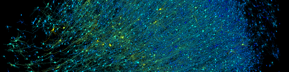 (Clinical) Neuropsychology banner