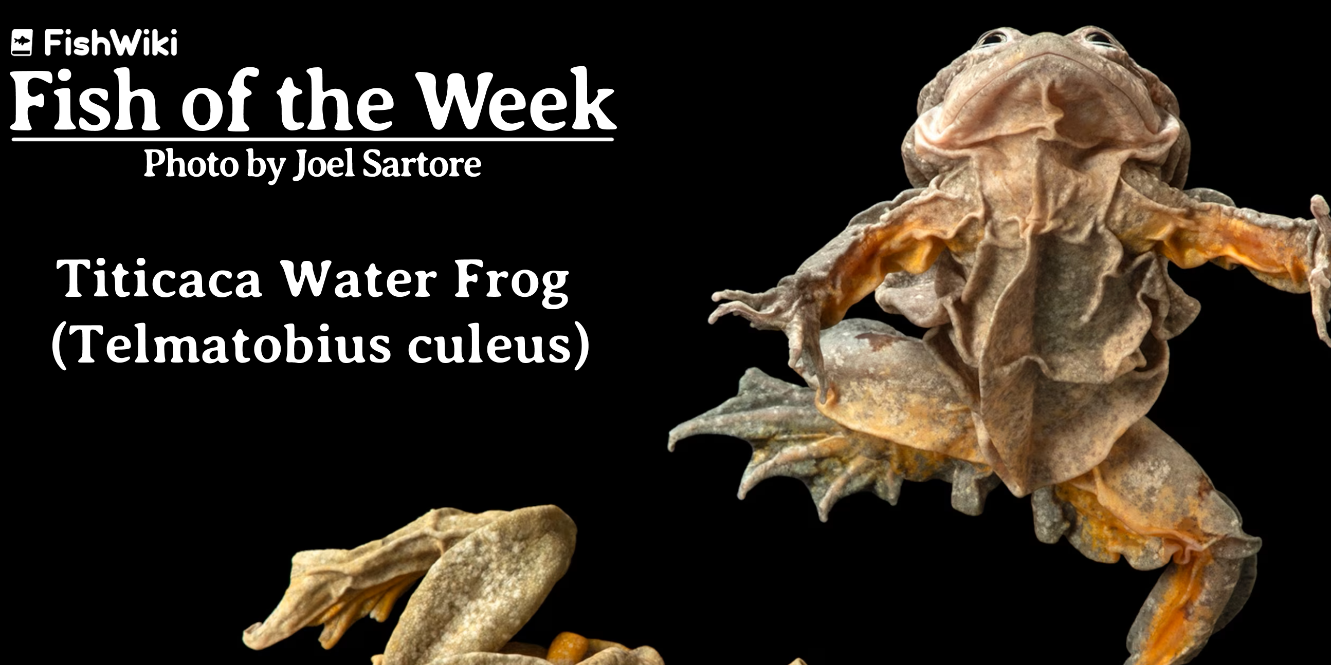 FISH OF THE WEEK - Titicaca Water Frog (Telmatobius culeus)