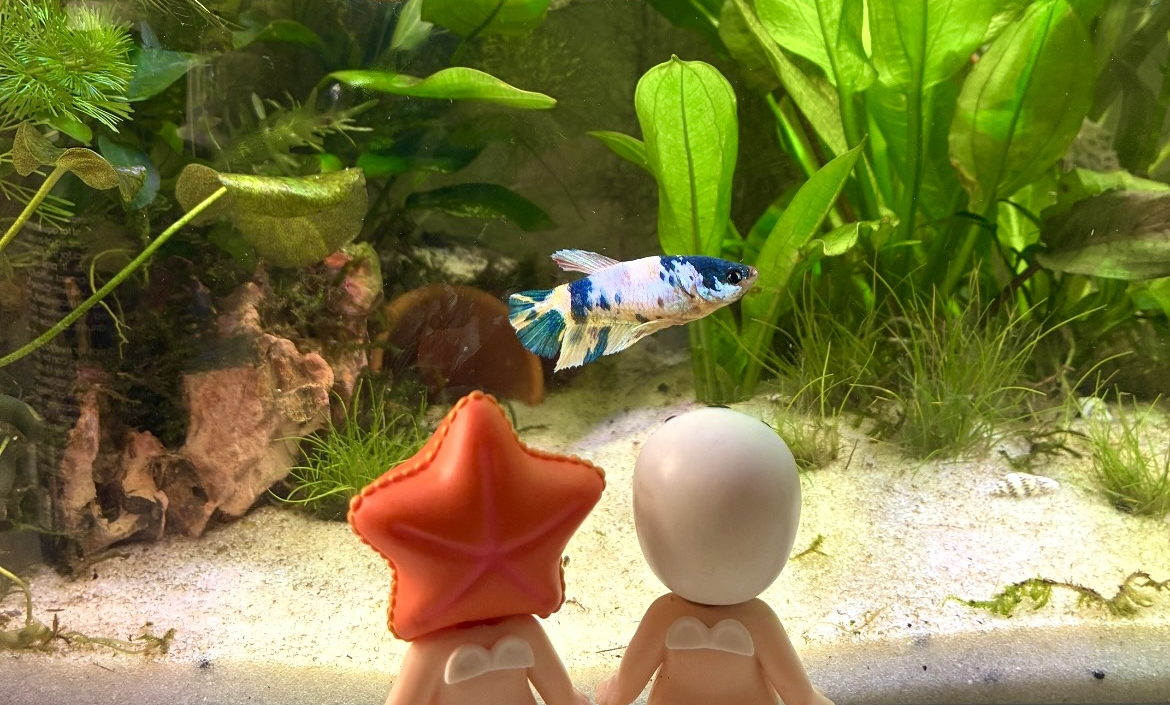 Post image from FishWiki